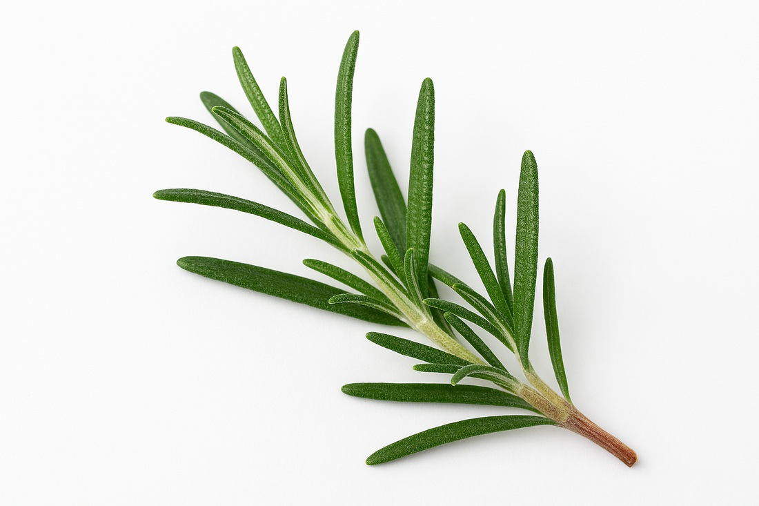 Fresh Rosemary sprigs - natural remedy for hair growth and scalp care