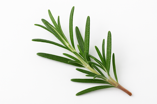 Fresh Rosemary sprigs - natural remedy for hair growth and scalp care